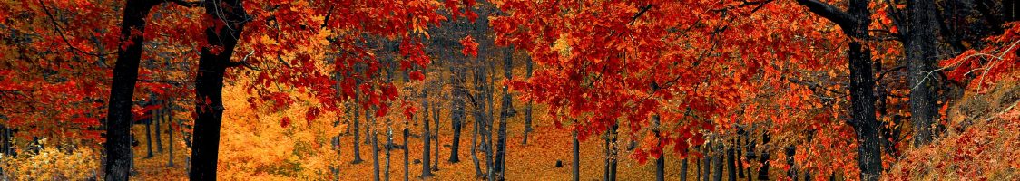 autumn-colorful-colourful-33109