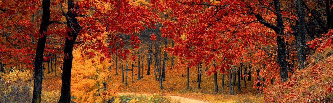 autumn-colorful-colourful-33109