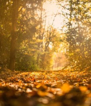 autumn-fall-forest-34001