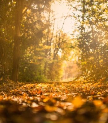 autumn-fall-forest-34001