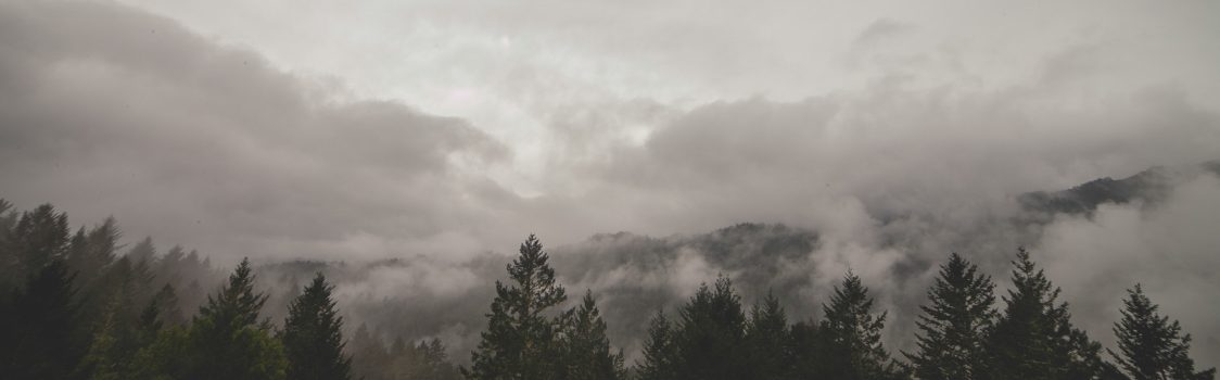 clouds-fog-forest-6718