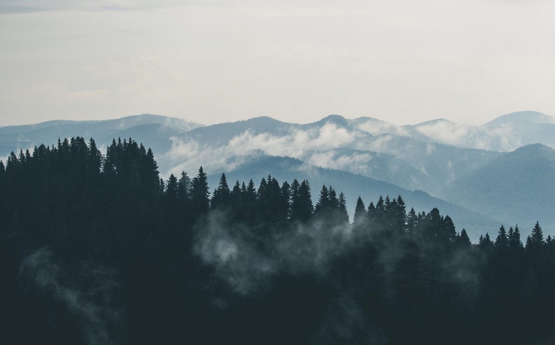 clouds-fog-forest-9754