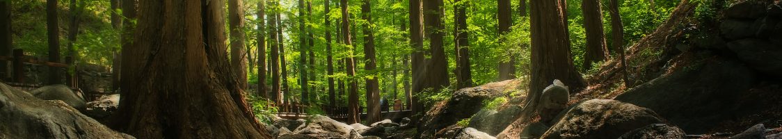 environment-forest-idyllic-1068508
